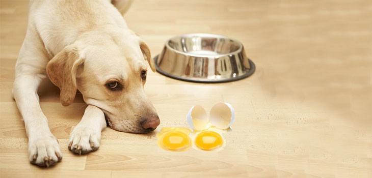 raw egg in dog food