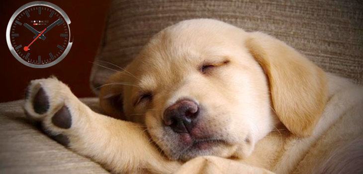 How Long Do Puppies Sleep A Day Patterns Habits Places Daily Dog Stuff