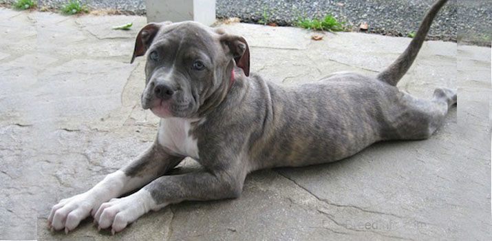 best dog food for blue nose pitbull with allergies