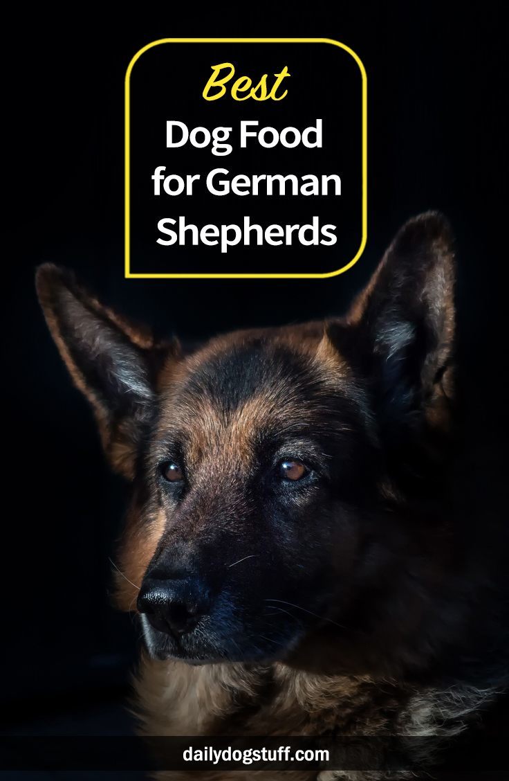 Best Dog Food for German Shepherds - Try These | Daily Dog Stuff