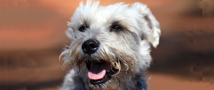 best dog food for schnauzers