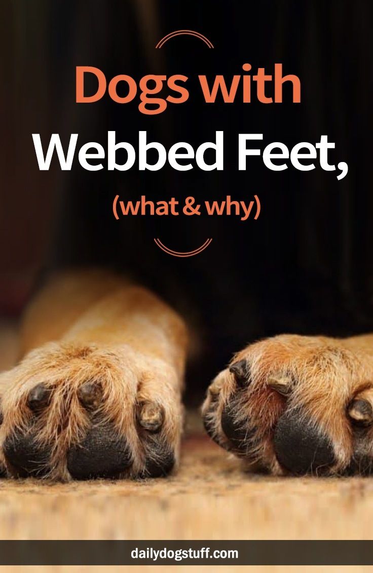 paw webbed dog feet vs non webbed