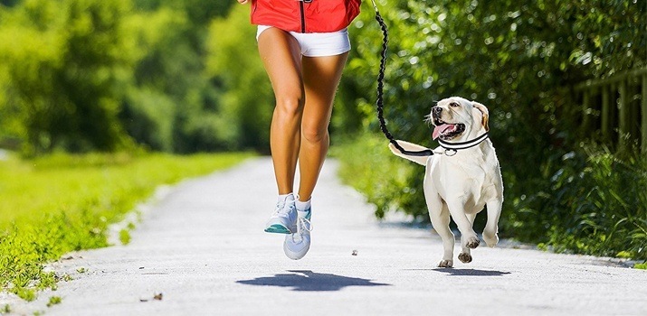 dog jogging leash
