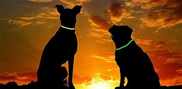 Best Glow in the Dark Dog Collar (5 top picks) | Daily Dog