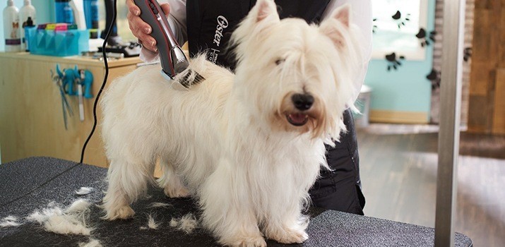 best dog grooming clippers for beginners