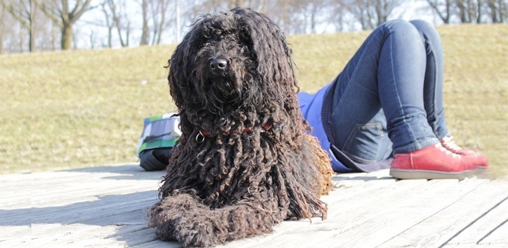 11 Lovable Long Haired Dog Breeds 