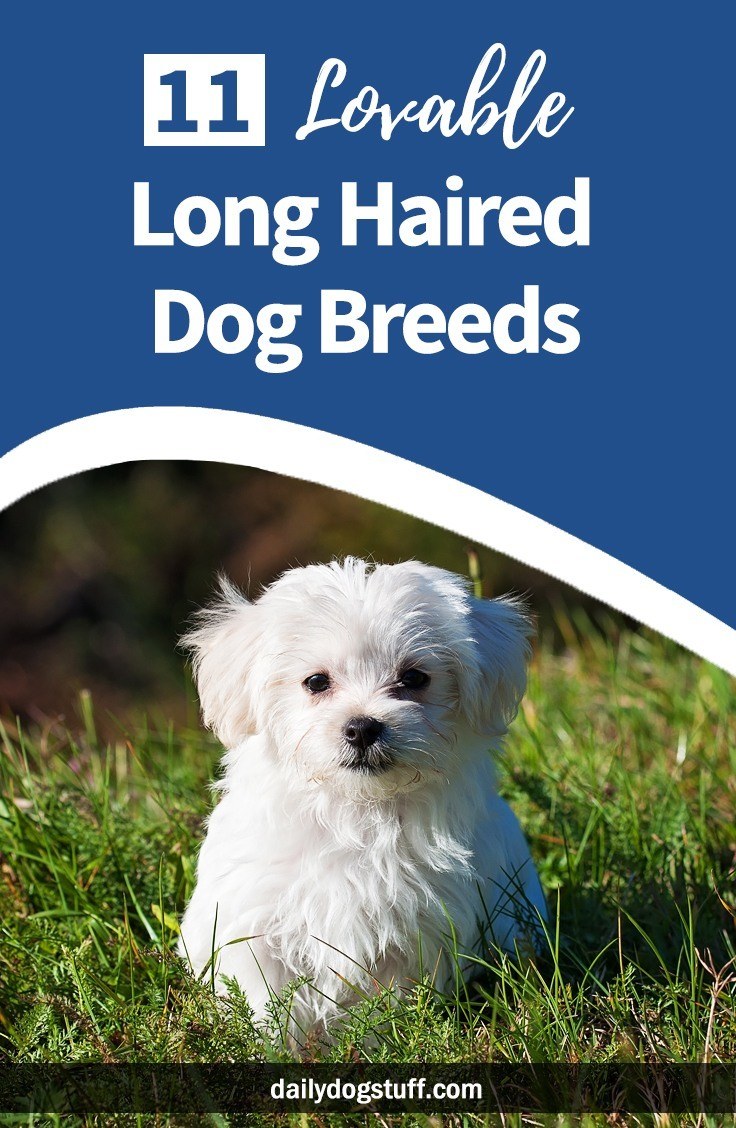 11 Lovable Long Haired Dog Breeds Daily Dog Stuff
