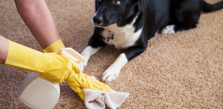 How To Stop A Dog From Pooping In The House Daily Dog Stuff
