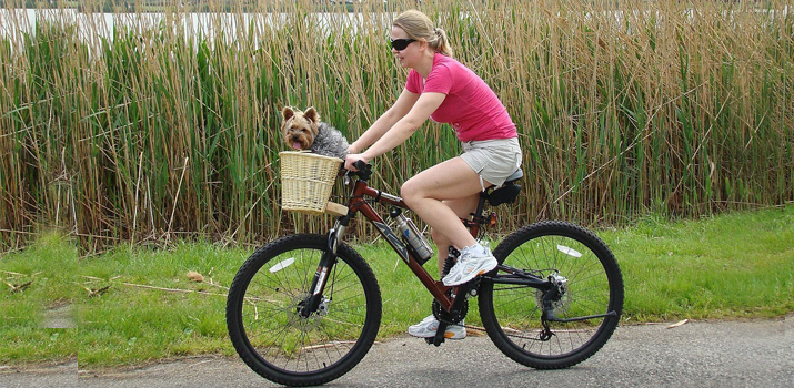rear mounted dog basket for bike