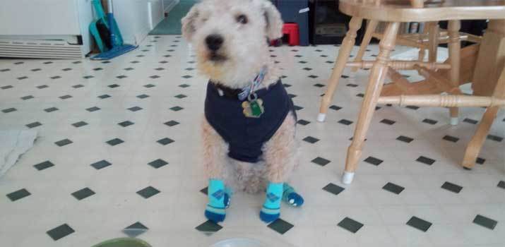 dog socks for dogs
