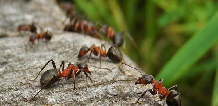 Ant bites on dog tummy
