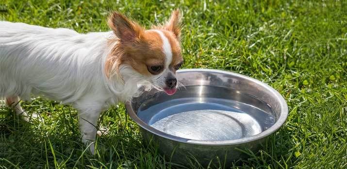 Dog Coughs After Drinking Water: 4 