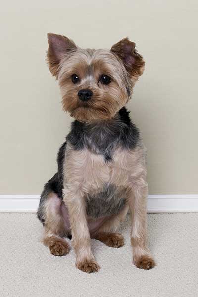 yorkie-all-over-haircut-even-trim