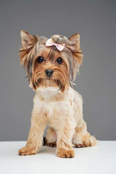 Yorkshire Terrier with a Glam Teddy Cut, featuring a short body trim, rounded face, and a styled topknot with a pink bow.