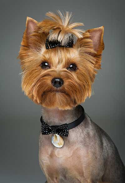 Yorkshire Terrier with a Lion Cut, featuring a shaved body, full mane around the head and neck