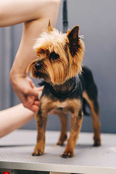 Yorkshire Terrier with a Schnauzer Cut, featuring a short body, longer legs, defined eyebrows, and a neatly trimmed beard.