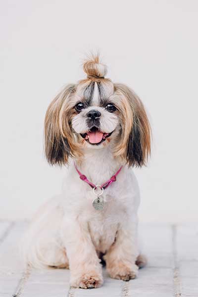 Yorkshire Terrier with a Short Bob Cut, featuring a rounded head shape and trimmed body for a sleek, stylish look.