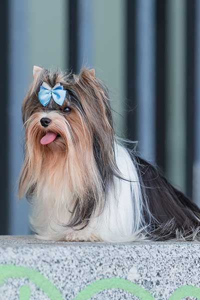 Yorkshire Terrier with a full-length Show Cut, featuring a long, flowing coat parted down the middle and styled with a topknot.