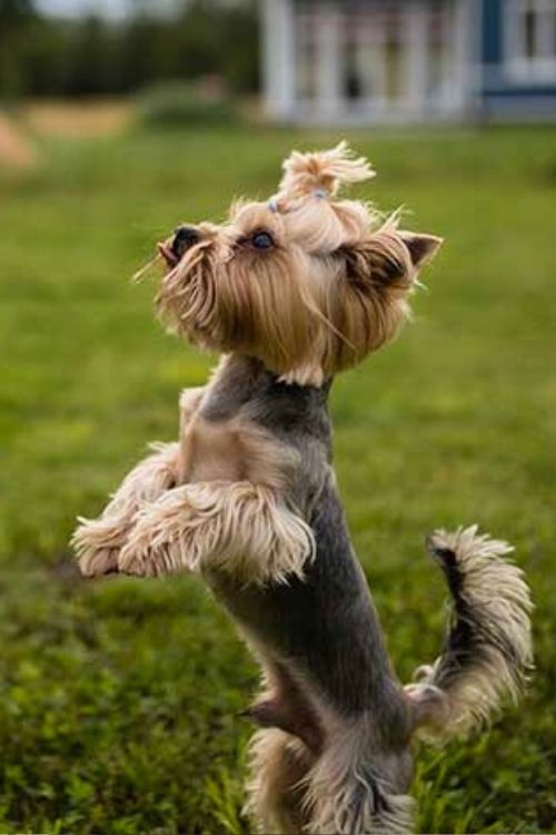 Yorkshire Terrier with a Sporty Topknot Cut jumping outdoors, showing a short body trim with a playful double topknot.
