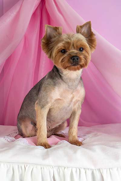 Yorkshire Terrier with a summer haircut featuring a short, even trim and a clean, lightweight look.