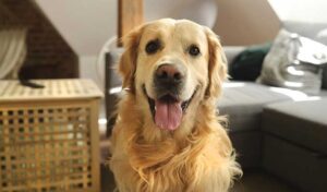 golden-retriever-groomed-natural-look